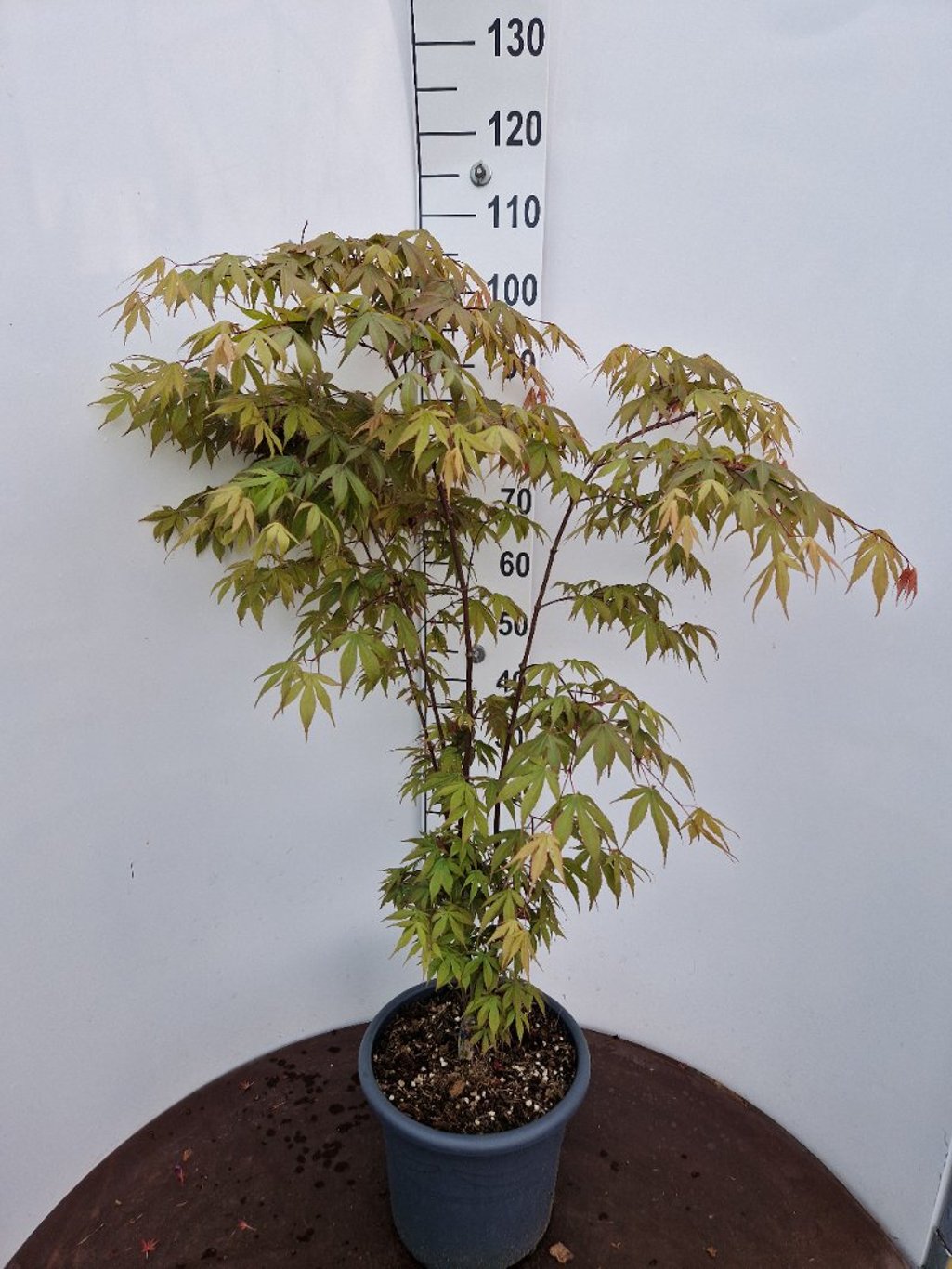 Acer pal. 'Osakazuki' - C15 80-100 CM